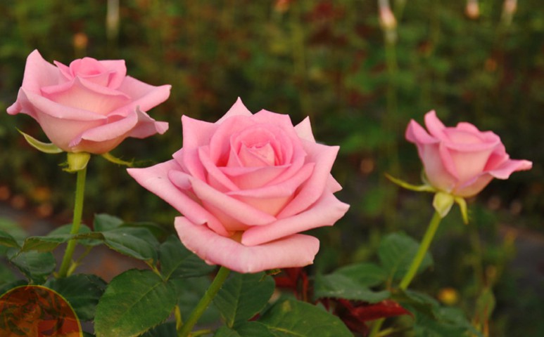 Rosas-Cor-de-Rosa-Clara-Flores-Ceasa-Cam