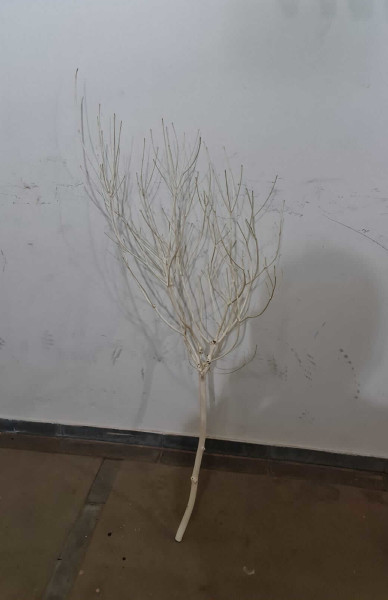 4 galho seco 1-5m
